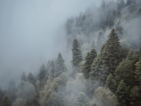 Туман и лес
